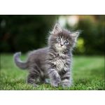 Котик